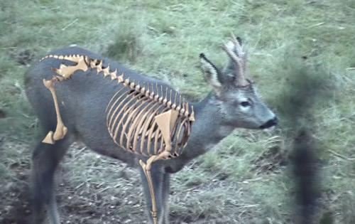 CORZOS: MARCAS EN EL SUELO.- CORZOS: MARCAS EN EL SUELO.-