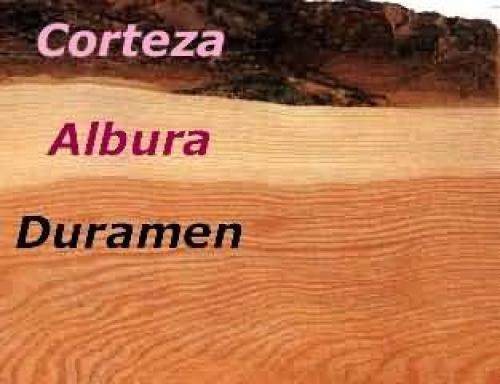 ALBURA Y DURAMEN: TRACCIÓN Y COMPRESIÓN. ALBURA Y DURAMEN: TRACCIÓN Y COMPRESIÓN.