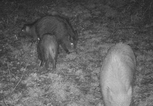 JABALI ALBINO JABALI ALBINO