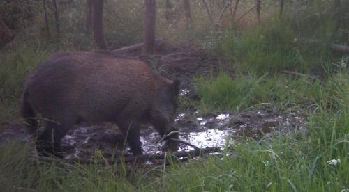¿Dónde colocar el disparo en la caza con arco? ¿Dónde colocar el disparo en la caza con arco?