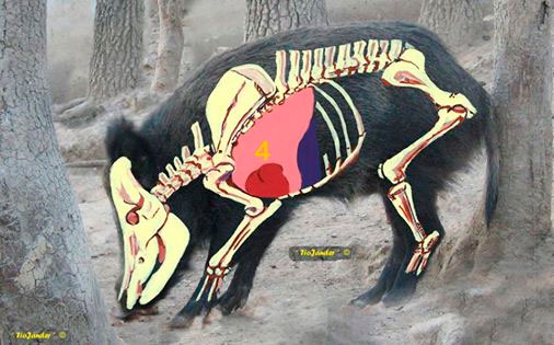 seis Caza con arco y arquería tradicional Arcodos
