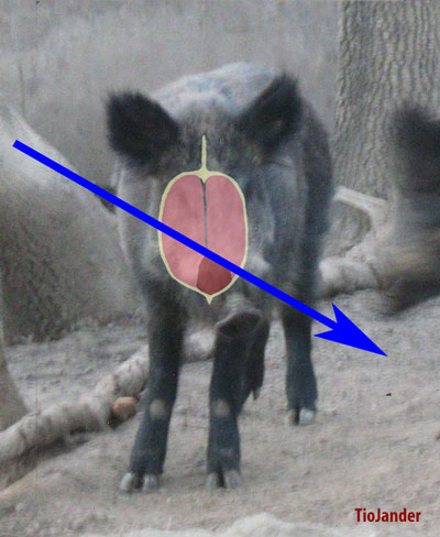 Caza con arco y arquería tradicional Arcodos